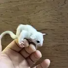 متوفر للبيع (رضيع السنجاب الطائر) baby sugar glider