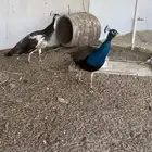 صبيا قرية العاليه