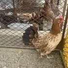 السلام عليكم اعرض لكم دجاجة بلدي