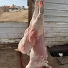 نعيمي - حري - سواكني بتقسيط تمارا