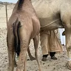 بكره للبيع على البن