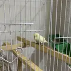 بادجي للبيع