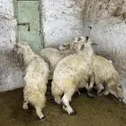 4 خرفان بلدي كفو شرط