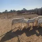 فحل حري رباع جرم وشعره حرش شرط النسف والصحه