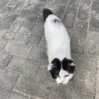 قطوه ضايعه