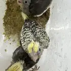 3 فروخ كوكتيل غر   3 فروخ عمر 4 شهور