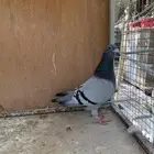 زاجل سباق كويتي