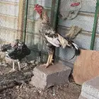 دجاج سندي