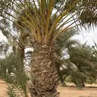 نخل للبيع النوع حلوه الاطوال من 2 متر الى 4متر العدد 15