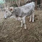 ثور العمر 10 شهور الموقع بريده