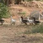 وز مصري