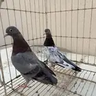 طبة قولدن صرخة حمام باكستاني