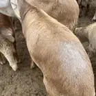 سواكن مرابي