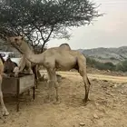 مربه