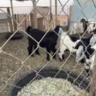 تيس هرفي تم البيع