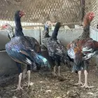 فروخ ( تم البيع )