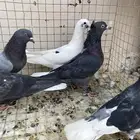 حمام قلابي