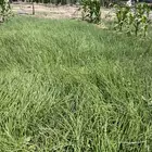 شتلات بصل يماني