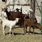 معزاء متابيع 7 عليها 6 ذبايح و جذعة دافع حاصب