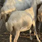 ضان قرايب قريبه مره