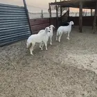 رخال حريات كفو ودرجه اولى