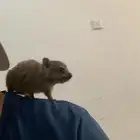 وبره
