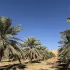 نخل انواع للايجار