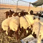 طليان نعيم العدد 19