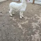 داغوره مهجنه