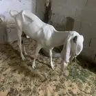 ماعز هولندية