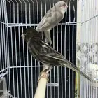 ازواج كناري