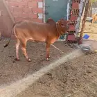 حسيله للبيع