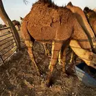 قعود مفرود طيب وبري شرط