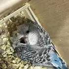 للبيع فرخ غر بادجي