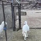 نعجة حايل