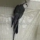 ذكر كروان منتج