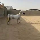 فرس مصريه بيور