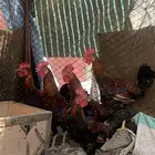 ديوك بلدي اصيل