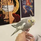 طير كروان أليف جدا  لعوب