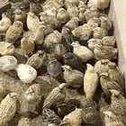 سمان العمر من شهرين الى ثلاث اشهر