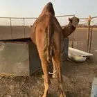 ناقه لقحا الحمراء الدهما للبيع
