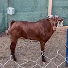 تيس ادهم فحل مشروط من كل عذروب