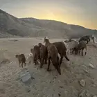 طليان سواكن حمري