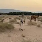 حاشي لباني سمين