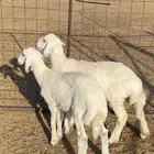 الطليان طيب