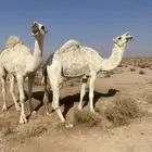 للبيع الناقه