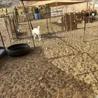 الشميسي طريق الخواجات