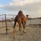 فحل احمر دم