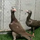 حمام كارير زوج منتج ..