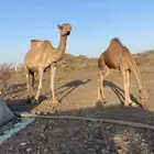 للبيع ناقه